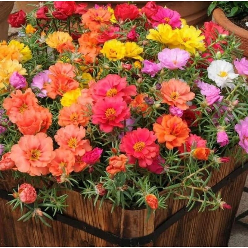 1000 Hạt Giống Hoa Mười Giờ Mỹ NHIÊU MÀU, Cực Xinh Dễ Trồng