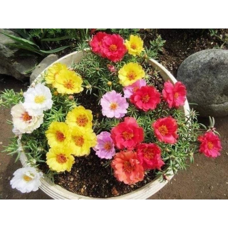 (COM BO HAI GÓI )  Hạt giống hoa mười giờ mỹ kép mix màu  cực đẹp