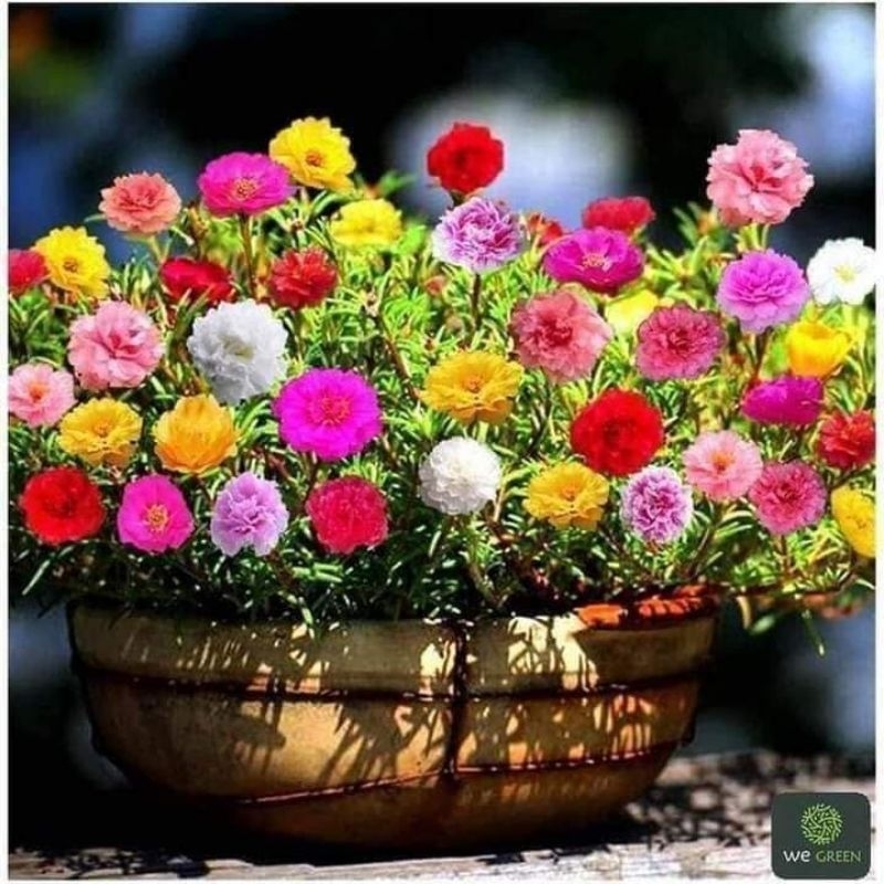 (COM BO HAI GÓI )  Hạt giống hoa mười giờ mỹ kép mix màu  cực đẹp