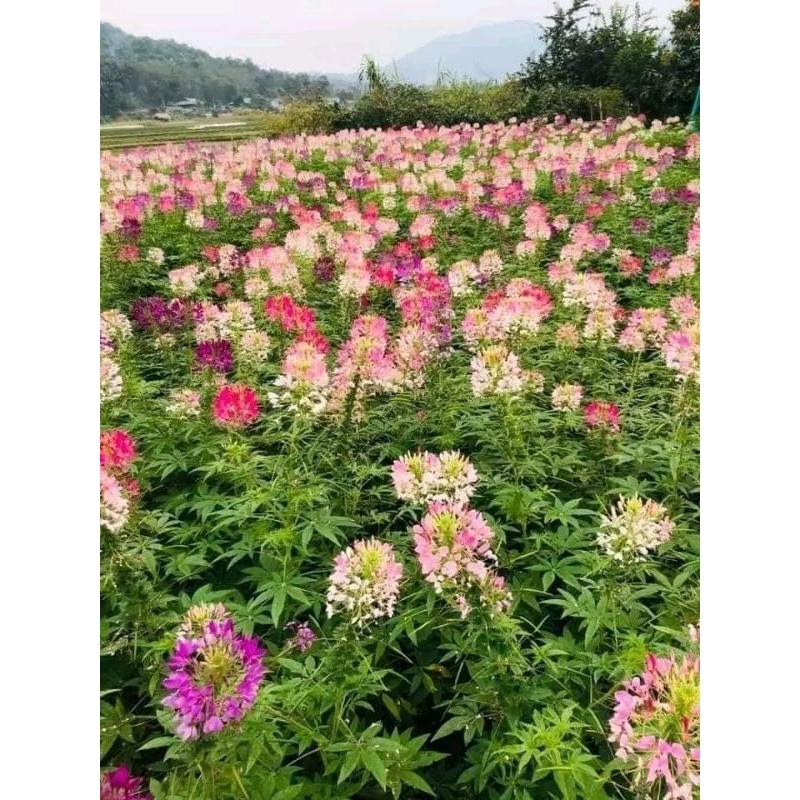 150 HẠT GIỐNG HOA TÚY ĐIỆP, Hồng Ri⚡️NHIỀU MÀU SIÊU ĐẸP - hồng ri