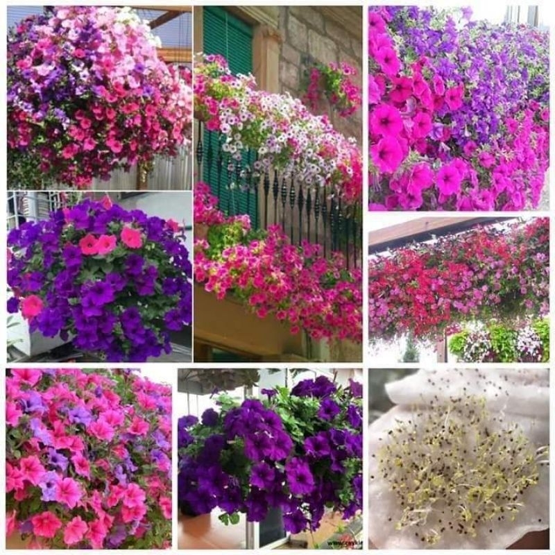 100 hạt giống hoa dã yến thảo nhiều màu 💖💖 SIÊU XINH💖💖 chất lượng cao