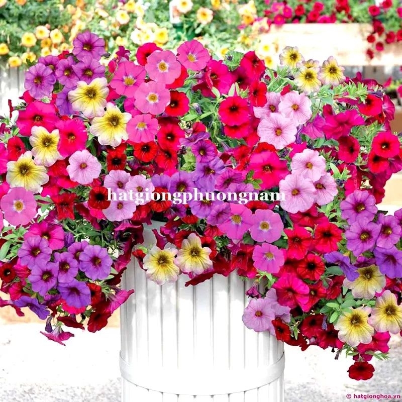100 hạt giống hoa dã yến thảo nhiều màu 💖💖 SIÊU XINH💖💖 chất lượng cao