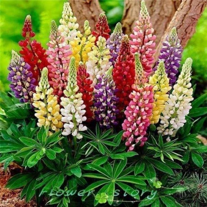 Hạt Giống Hoa Đậu Lupin Nhiều Màu gói 50 hạt 💝 Cực Xinh😊 Rất Dễ Trồng