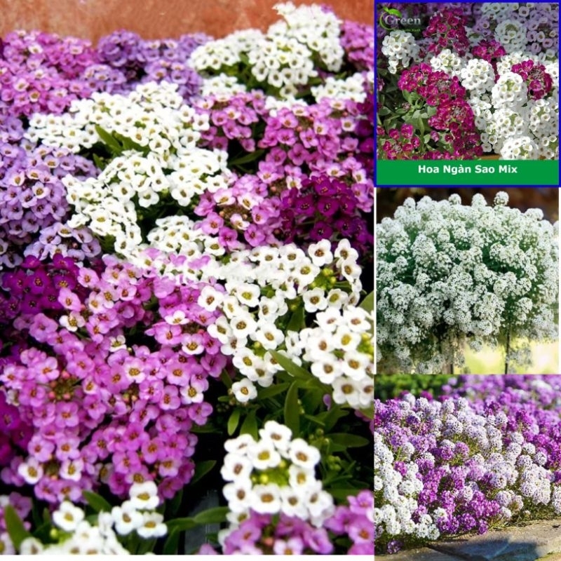 50 hạt giống hoa hương tuyết cầu, ngàn sao siêu dễ thương  💥SALE LỚN💥 chất lượng cao