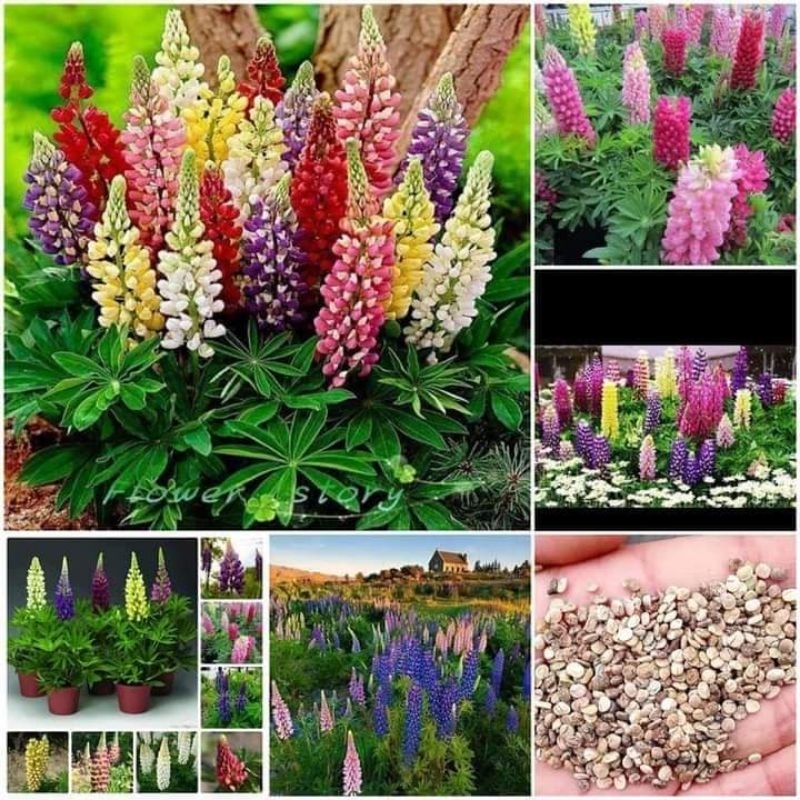Hạt Giống Hoa Đậu Lupin Nhiều Màu gói 50 hạt 💝 Cực Xinh😊 Rất Dễ Trồng