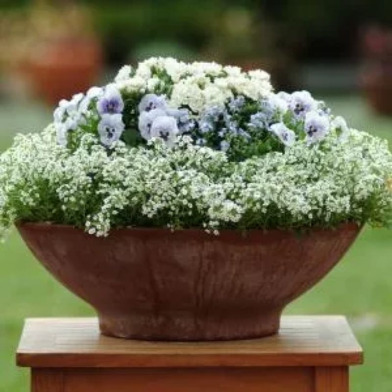 50 hạt giống hoa hương tuyết cầu, ngàn sao siêu dễ thương  💥SALE LỚN💥 chất lượng cao