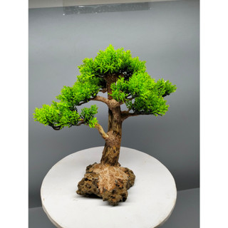 Cây gỗ lũa cho bể cá cảnh kích thước dưới 60 cm. Tán Tùng, đế đá