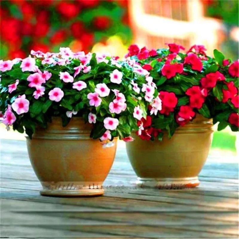 💥100 hạt giống hoa dừa cạn nhiều màu💕 lâu năm cực dễ trồng💕 chất lượng cao
