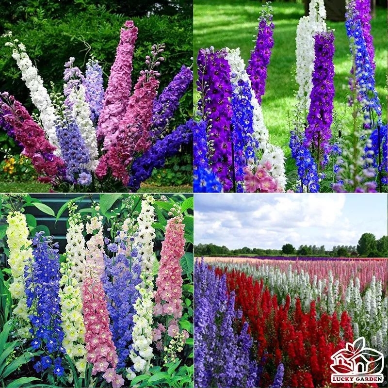 💖 50 Hạt Giống Hoa Phi Yến Nhiều Màu 💯 Cực Xinh💖 Rất Sai Hoa