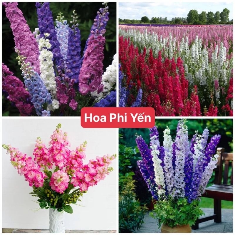 💖 50 Hạt Giống Hoa Phi Yến Nhiều Màu 💯 Cực Xinh💖 Rất Sai Hoa