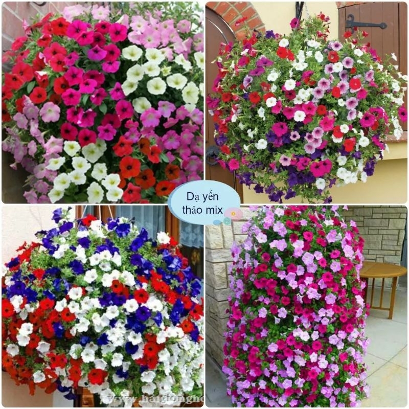 ⚡️ 200 HẠT GIỐNG HOA DẠ YẾN THẢO MIX⚡️ DỄ TRỒNG TRỒNG GIỎ TREO CỰC ĐẸP