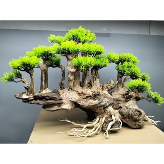 Cây gỗ lũa cho bể cá cảnh, bể thủy sinh.Dạng bố cục Vách Núi. Tán Tùng Xanh