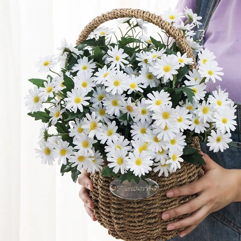 50 hat giống hoa cúc họa mi 💖💖 SIÊU XINH💖💖  chất lượng cao