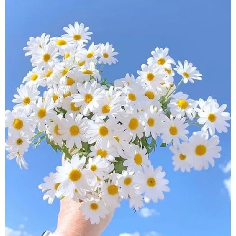 50 hat giống hoa cúc họa mi 💖💖 SIÊU XINH💖💖  chất lượng cao
