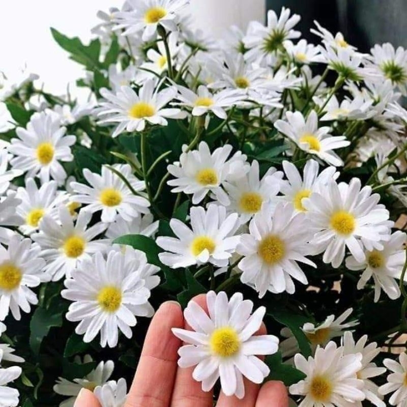 50 hat giống hoa cúc họa mi 💖💖 SIÊU XINH💖💖  chất lượng cao
