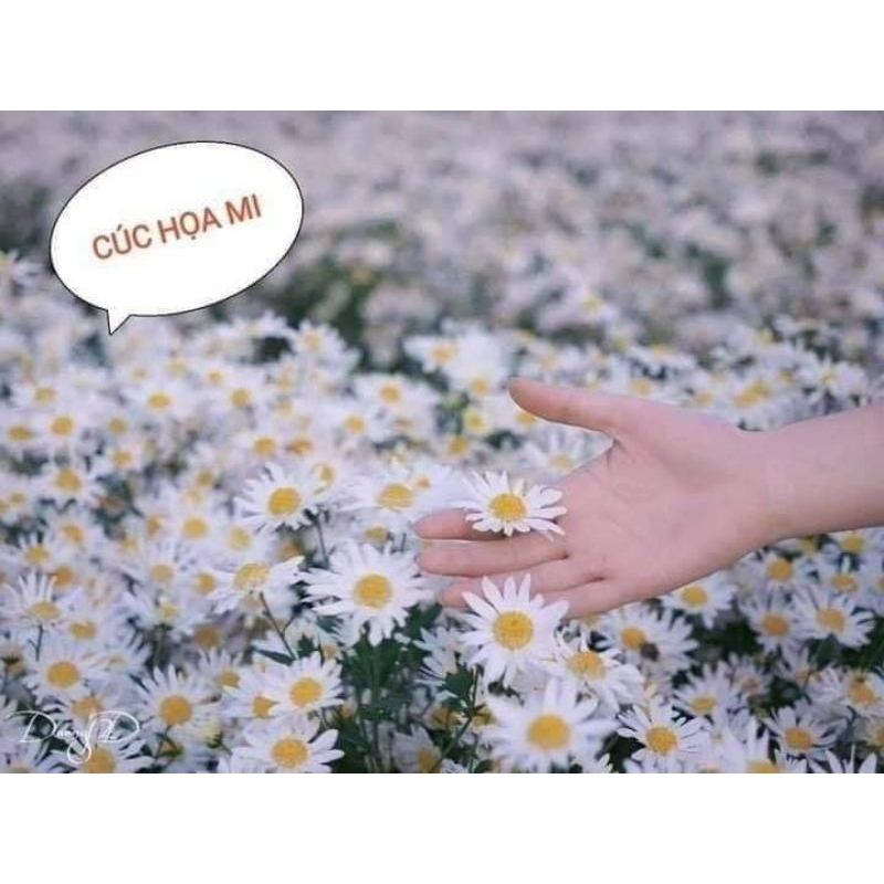 50 hat giống hoa cúc họa mi 💖💖 SIÊU XINH💖💖  chất lượng cao