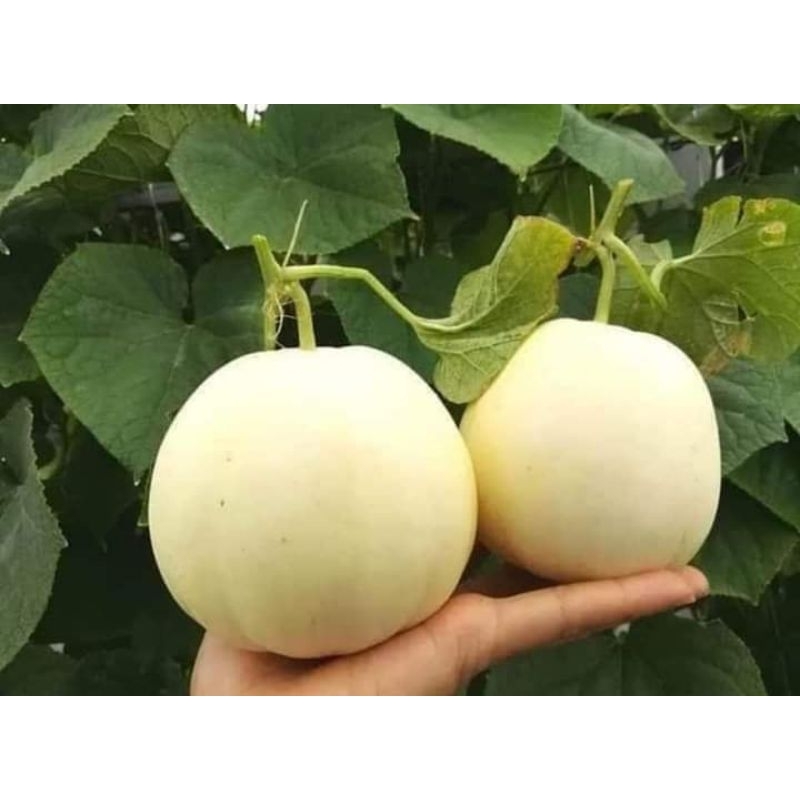 🌟Hạt Giống Dưa Lê Siêu Ngọt F1🌟 Dễ Trồng Quả Ăn Cực Kỳ Ngọt Năng Xuất Cao