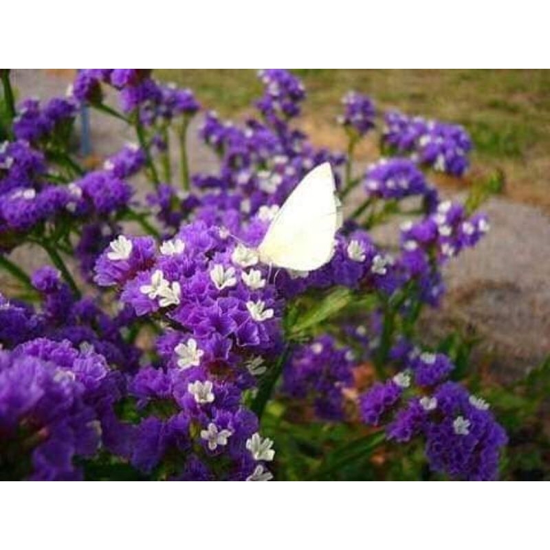 30 hạt giống hoa salem Thái Lan💖 NẢY MẦM CỰC ĐỈNH💖 chất lượng cao