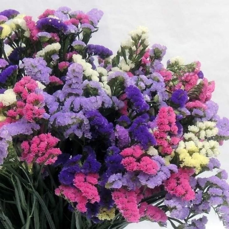 30 hạt giống hoa salem Thái Lan💖 NẢY MẦM CỰC ĐỈNH💖 chất lượng cao