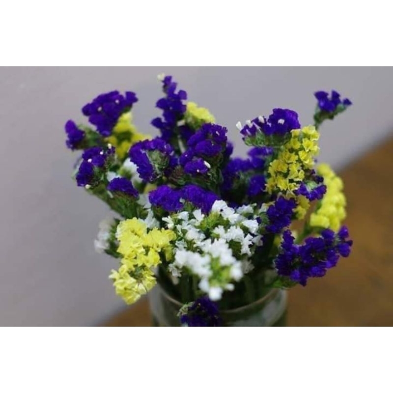 30 hạt giống hoa salem Thái Lan💖 NẢY MẦM CỰC ĐỈNH💖 chất lượng cao
