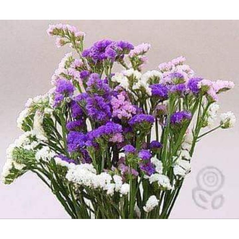 30 hạt giống hoa salem Thái Lan💖 NẢY MẦM CỰC ĐỈNH💖 chất lượng cao