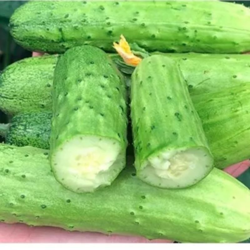1 gam hạt giống dưa chuột nếp 💖 Dòn Ngon 💥 thơm mùi cơm nếp chất lượng