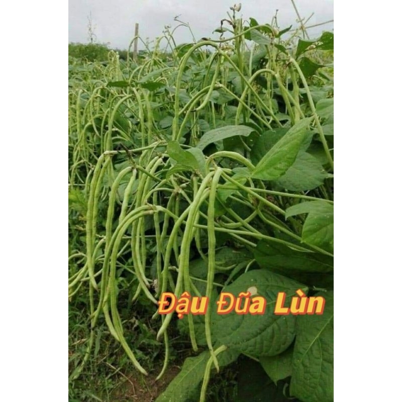 hạt giống đậu đũa bụi lùn 💖 Không Cần Làm Giàn ❣️ Sai Trái Rất Dễ Trồng