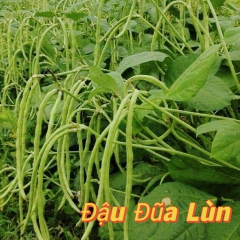 hạt giống đậu đũa bụi lùn 💖 Không Cần Làm Giàn ❣️ Sai Trái Rất Dễ Trồng