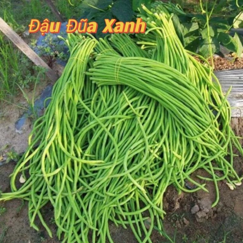 Hạt Giống Đậu Đũa Xanh Tím Siêu Dài 💯💥Sale Lớn💥💯 chất lượng cao