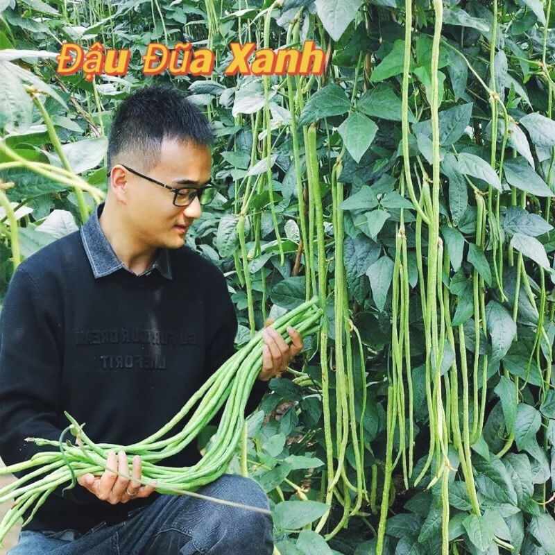 Hạt Giống Đậu Đũa Xanh Tím Siêu Dài 💯💥Sale Lớn💥💯 chất lượng cao