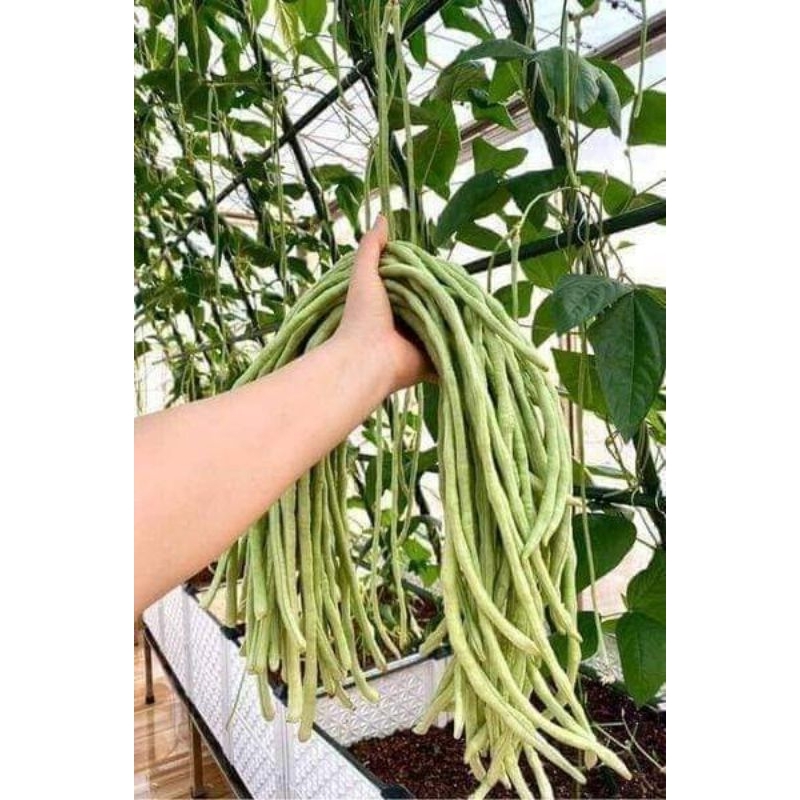 hạt giống đậu đũa xanh thái lan f1 siêu trái 20gam  💥SALE LỚN💥 chất lượng cao
