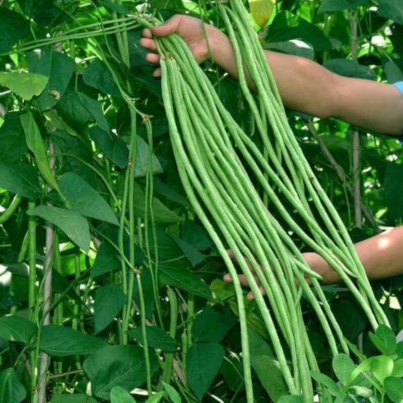 hạt giống đậu đũa xanh thái lan f1 siêu trái 20gam  💥SALE LỚN💥 chất lượng cao
