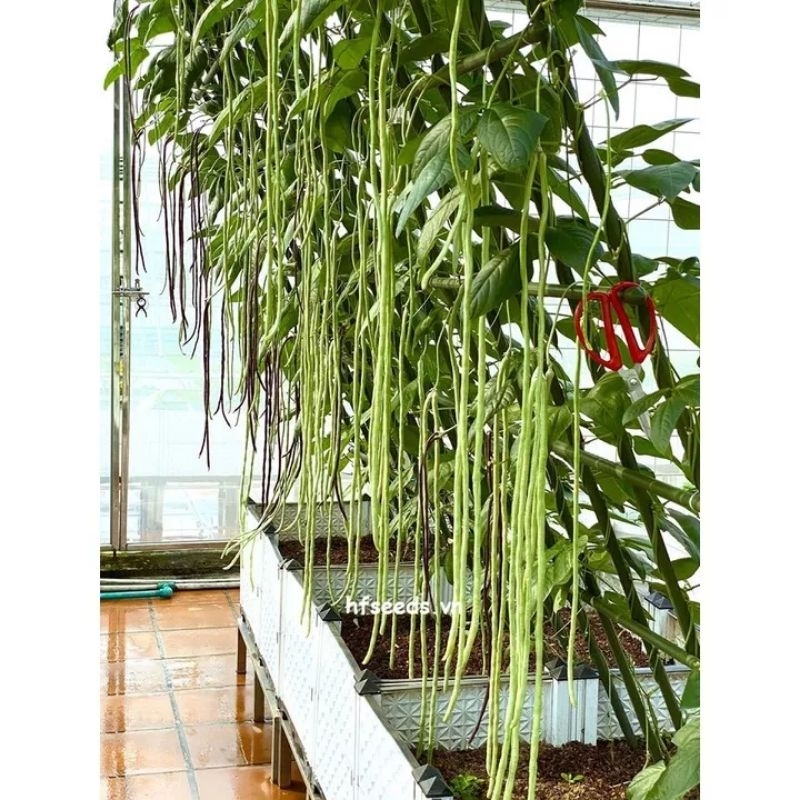 hạt giống đậu đũa xanh thái lan f1 siêu trái 20gam  💥SALE LỚN💥 chất lượng cao