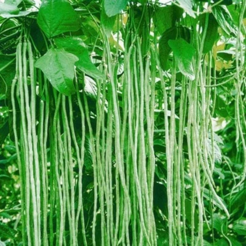 hạt giống đậu đũa xanh thái lan f1 siêu trái 20gam  💥SALE LỚN💥 chất lượng cao
