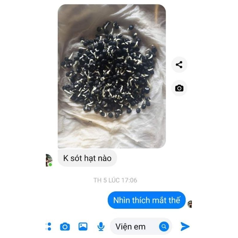 ⚡️HẠT GIỐNG MĂNG TÂY XANH F1💥 Đảm Bảo Mọc 😊 CHẤT LƯỢNG CAO