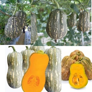 Hạt Giống Bí Đỏ Hạt Đậu f1 🤗 Chuẩn Xịn 🤗 Siêu Quả Cực Kỳ Năng Suất