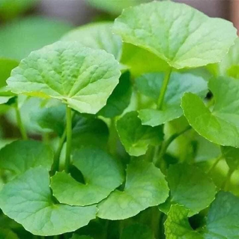 Cây giống rau má lá nhỏ | Shopee Việt Nam