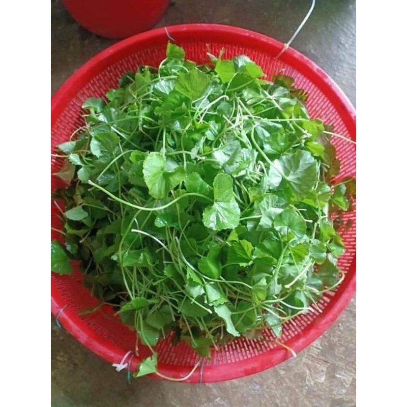 2 gam hạt giống rau má f1 ta 💥 BÙI NGON, CHẤT LƯỢNG CAO