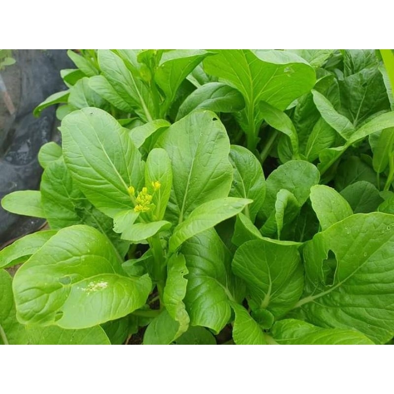 Hạt Giống Cải Ngồng Cao Sản F1❣️ Sale Lớn💝  Chất Lượng Cao
