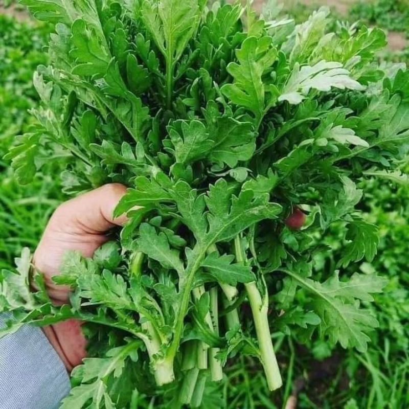 Hạt Giống Rau Cải Cúc f1 ( Tần Ô) 🤗 Siêu Nảy Mầm 🥬 năng suất cao