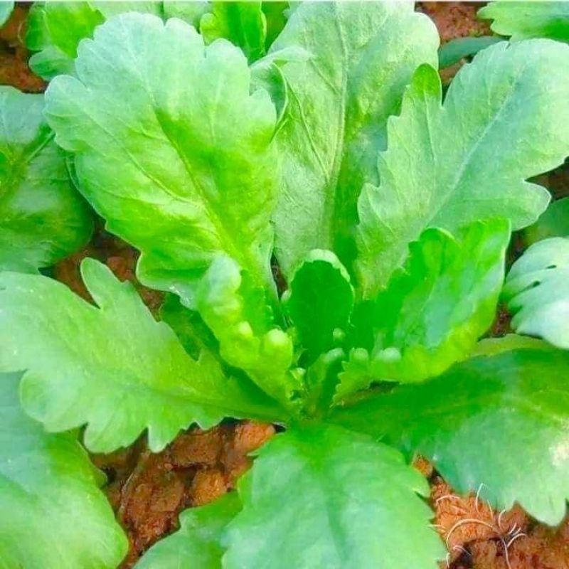 10gr Hạt Giống Cải Cúc Nếp F1 Lá Lớn💦 Chất Lượng Cao