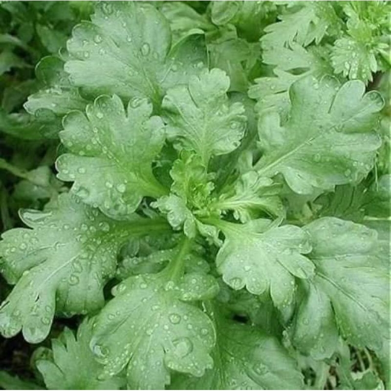 10gr Hạt Giống Cải Cúc Nếp F1 Lá Lớn💦 Chất Lượng Cao