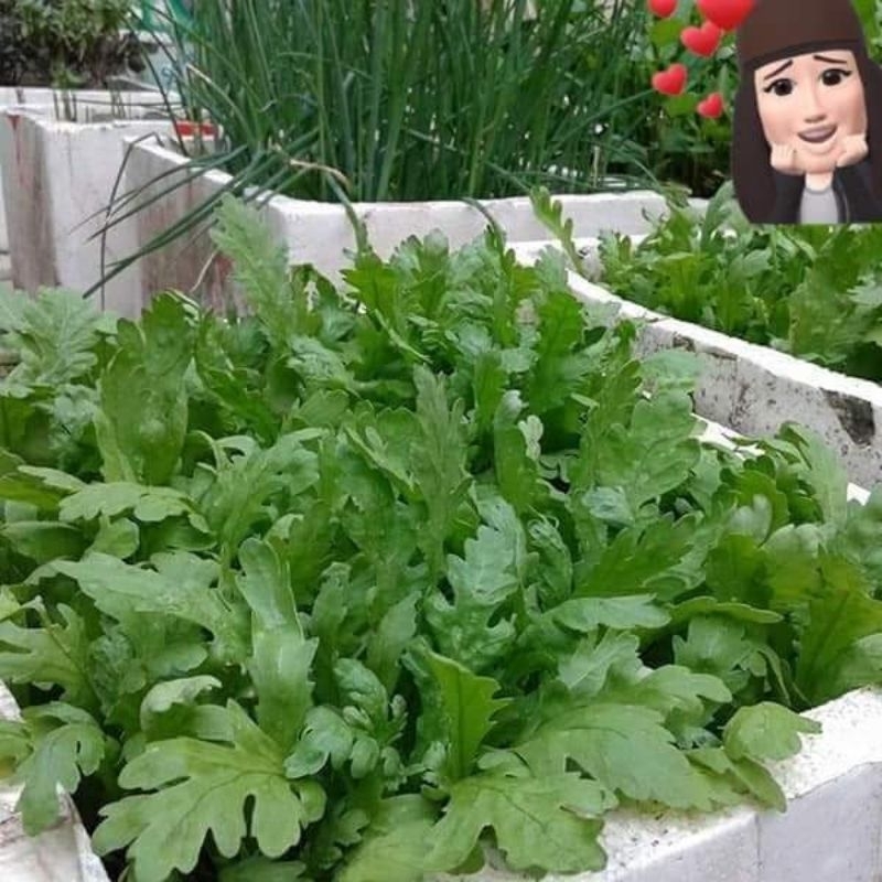 10 gam hạt giống cải cúc nếp thơm f1 💖 NẢY MẦM CỰC ĐỈNH💖 chất lượng cao