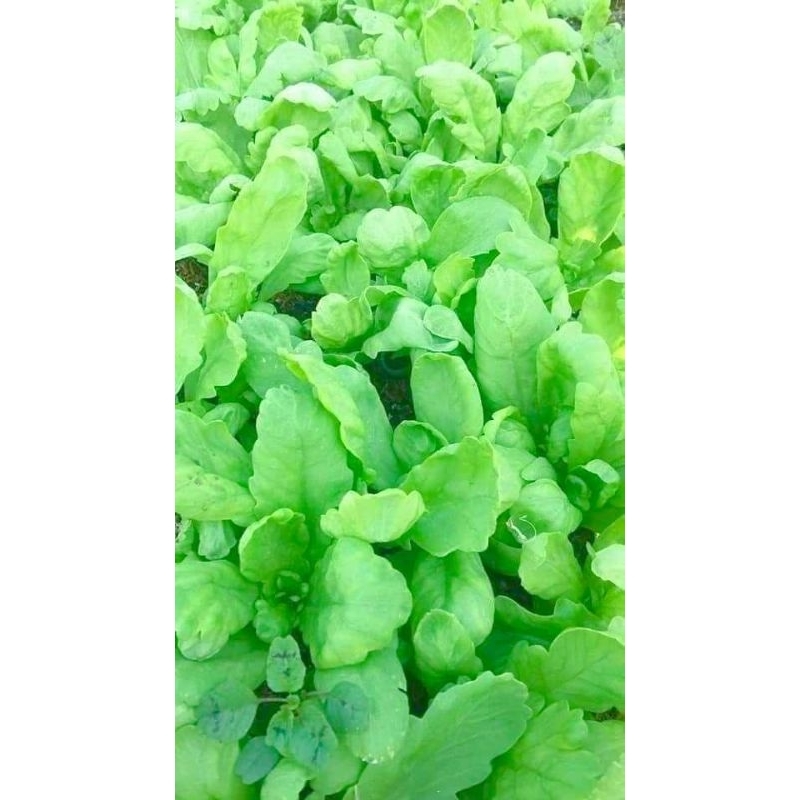 10 gam hạt giống cải cúc nếp thơm f1 💖 NẢY MẦM CỰC ĐỈNH💖 chất lượng cao