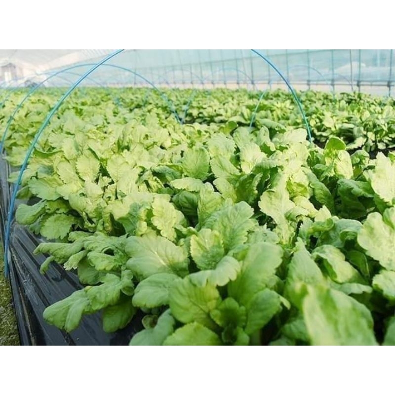 10gr Hạt Giống Cải Cúc Nếp F1 Lá Lớn💦 Chất Lượng Cao