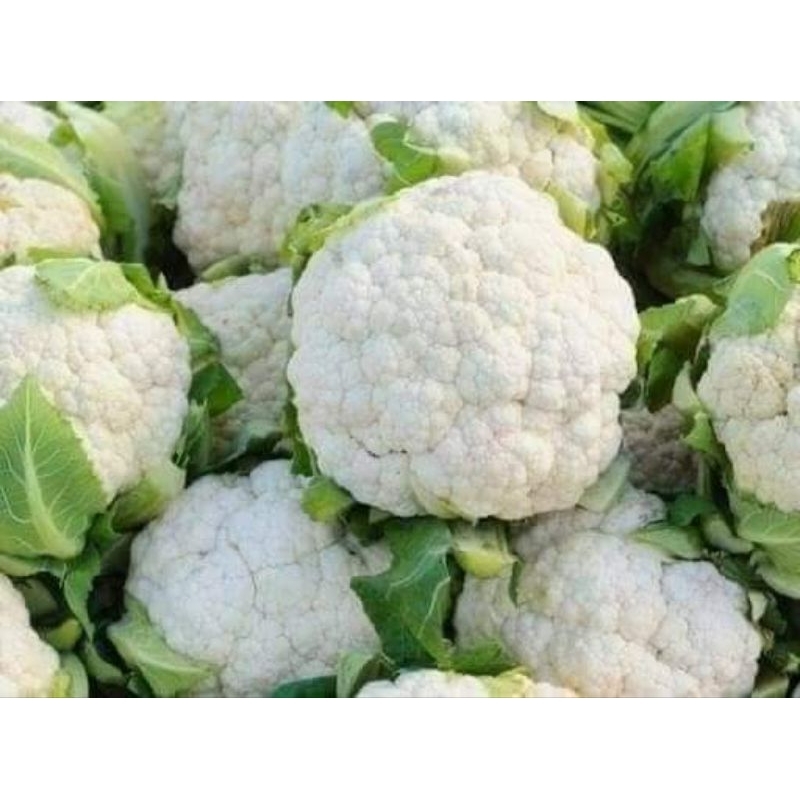 Hạt Giống SupLo Trắng F1 Nhập Khẩu Thái Lan 💯 Bông Lớn Năng Suất Cao