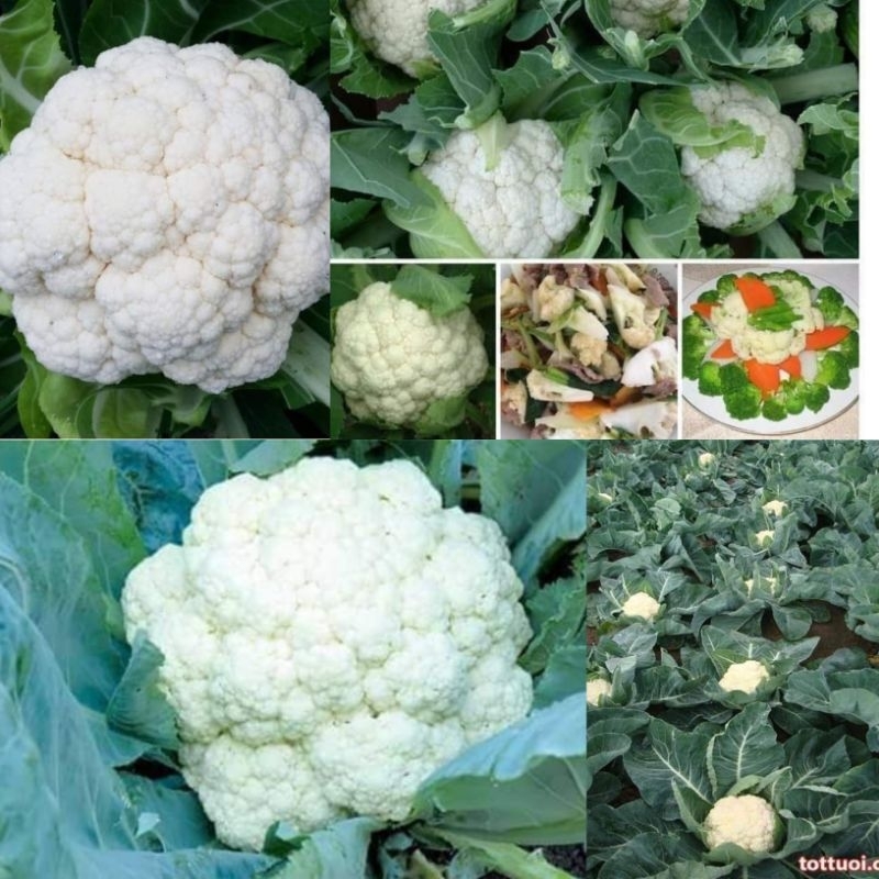 Hạt Giống SupLo Trắng F1 Nhập Khẩu Thái Lan 💯 Bông Lớn Năng Suất Cao