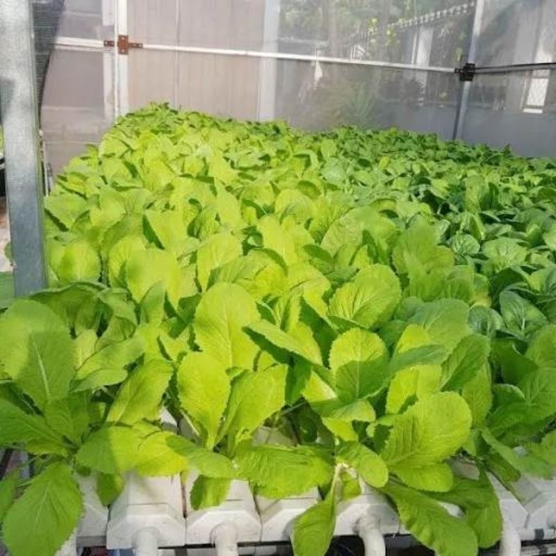 Hạt Giống Rau Cải Bẹ Xanh Mỡ F1 Chịu Nhiệt💥SALE LỚN💥 chất lượng cao