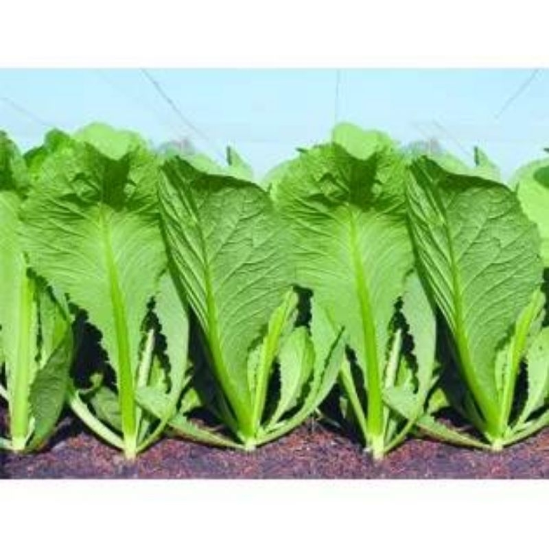 Hạt Giống Rau Cải Bẹ Xanh Mỡ F1 Chịu Nhiệt💥SALE LỚN💥 chất lượng cao