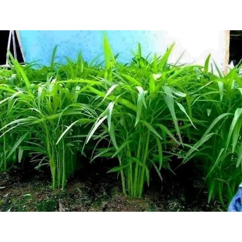 30 gam hạt giống rau muống thái lan f1 🥬🥬Sale Shock🥬🥬chất lượng cao
